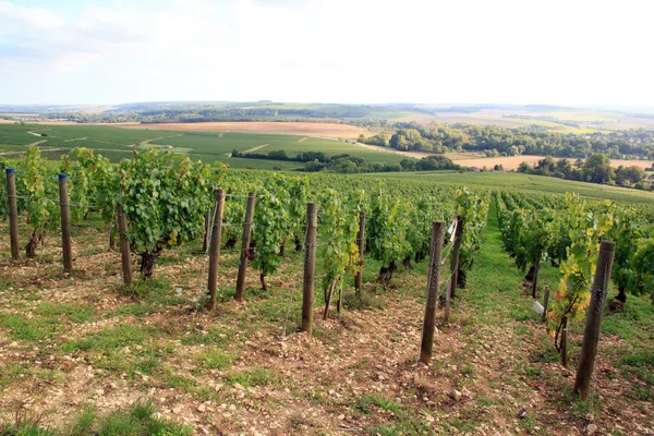 Vingårdarna i Chablis nära Auxerre (Burgundy, Frankrike). Royaltyfria Stockfoton