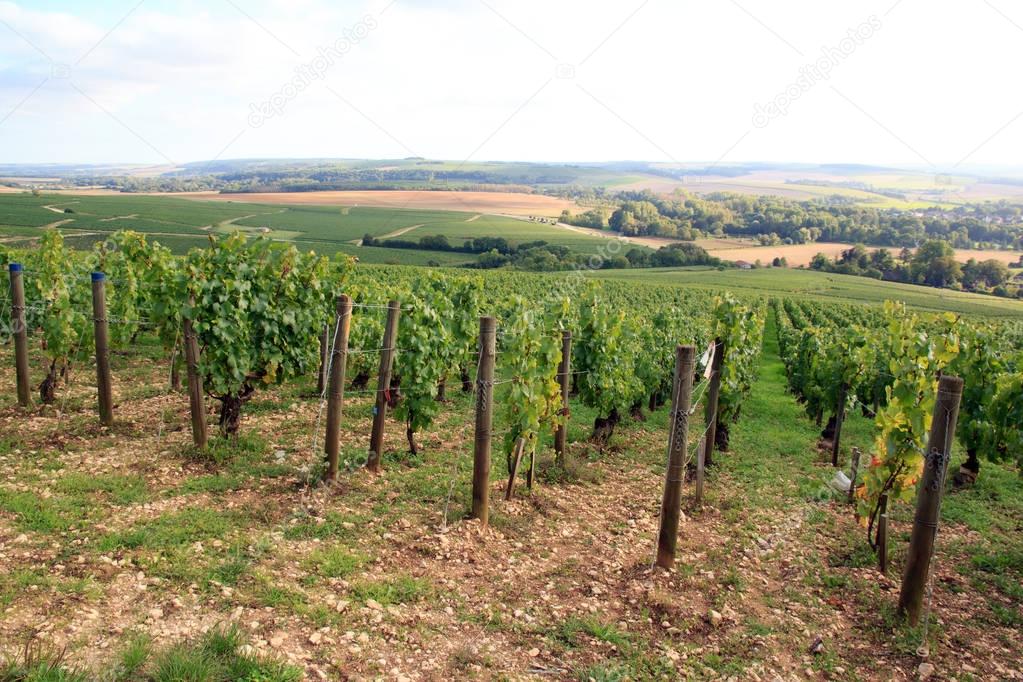 Vineyards of Chablis near Auxerre (Burgundy, France).