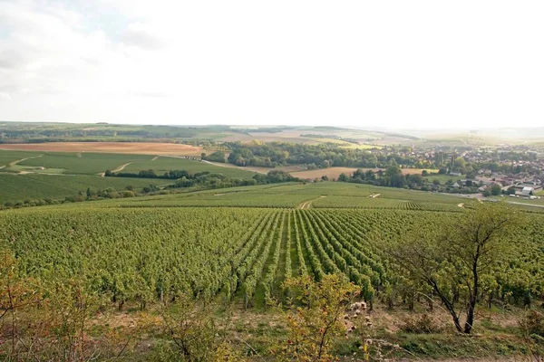 Dombok Szőlőültetvények Chablis Régió Auxerre Burgundy Franciaország — Stock Fotó