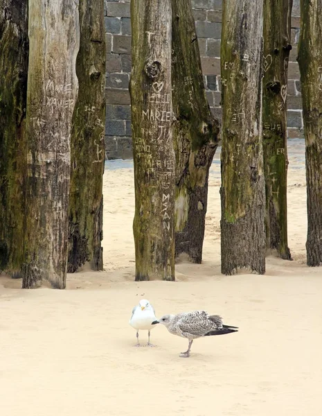 Jeune Goéland Avec Adulte Probablement Mère Derrière Eux Arbre Des — Photo