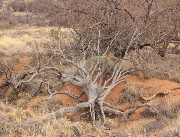 Árbol Desarraigado Raíces Visibles Arizona Estados Unidos — Foto de Stock