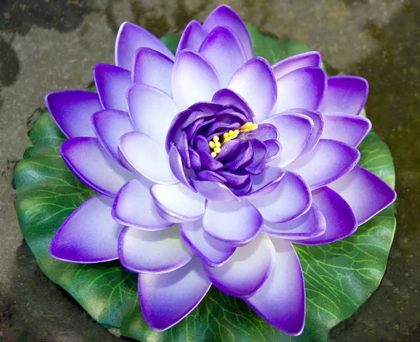 Purple Lotus. Outwit the truth of the fake. Artificial plant.