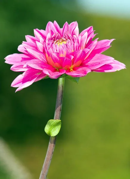 Рожева Далія Повному Розквіті Спекотний Літній День — стокове фото