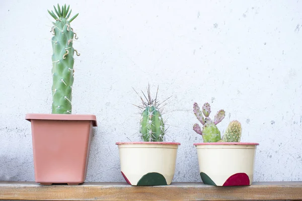 Pots de fleurs avec cactus . — Photo