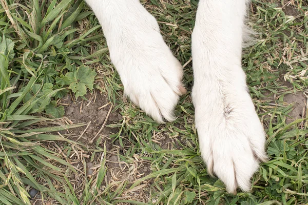 Cães pequenos na grama . — Fotografia de Stock
