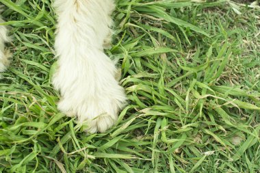 el bir köpek çim.