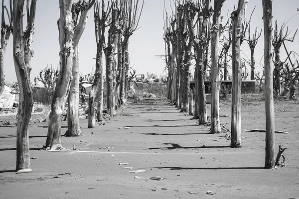 Chemin des arbres . — Photo