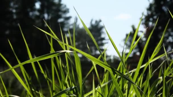 l'herbe verte oscille dans le vent. fourmi rampante 