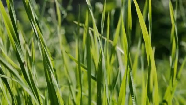 coléoptère est assis sur un brin d'herbe. balancement de l'herbe dans le vent 
