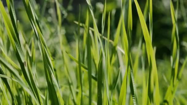 Beetle Sits Blade Grass Grass Sways Wind — Stock Video