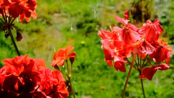 Ventana Una Casa Rústica Con Geranios Rojos Alféizar — Vídeo de stock