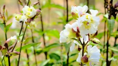 Yaz günü arka planı yeşil otlar rüzgarda sallanan beyaz çiçekler