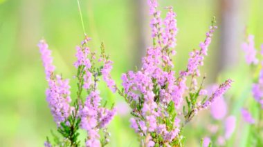 Güzel pembe devedikeni yaprakları rüzgarda sallanıyor. kireç bulanık arkaplan