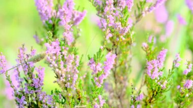 Güzel pembe devedikeni yaprakları rüzgarda sallanıyor. kireç bulanık arkaplan