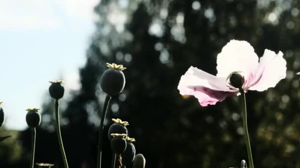 Hermosos Pétalos Cardo Rosa Brillante Balancean Viento Fondo Borroso Cal — Vídeo de stock