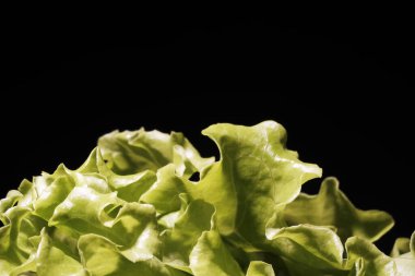 Eski bir bambu yüzeyinde taze şampiyonlar. Işık arkaplanı.