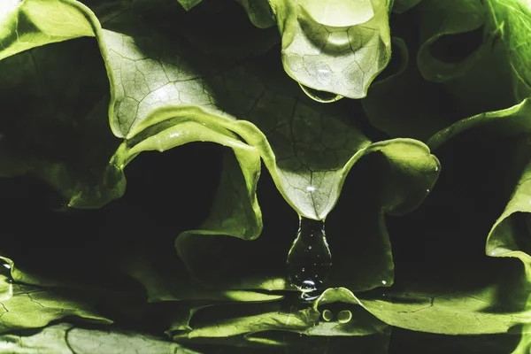 Water and drops of water on a background of green fresh lettuce. freshness, ecology, healthy food, proper nutrition — Stock Photo, Image