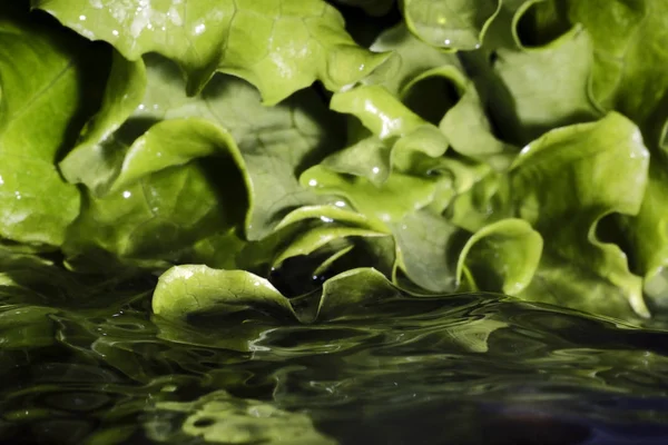 Agua y gotas de agua sobre un fondo de lechuga fresca verde. frescura, ecología, alimentación saludable, nutrición adecuada —  Fotos de Stock