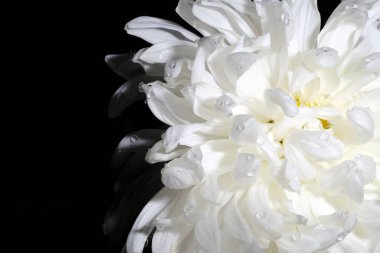 Siyah zemin üzerinde su damlaları olan beyaz kasımpatı.