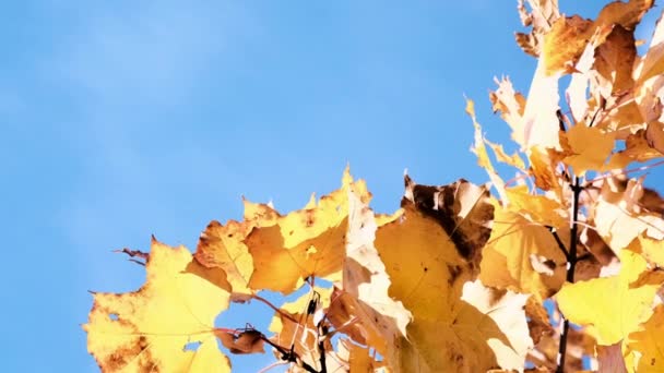 Feuilles d'automne dorées se balançant lentement dans le vent contre le ciel — Video