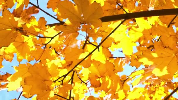 Feuilles d'automne dorées se balançant lentement dans le vent contre le ciel 