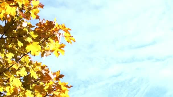 Золоте осіннє листя повільно ширяє на вітрі проти неба — стокове відео