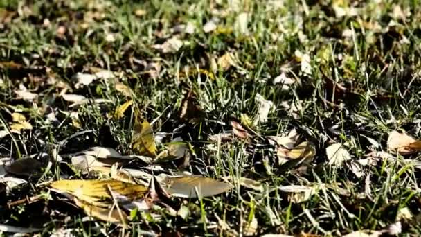 Les brins d'herbe se balancent dans le vent parmi les feuilles sèches — Video