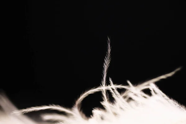 深色背景上的白色鸵鸟羽毛 — 图库照片