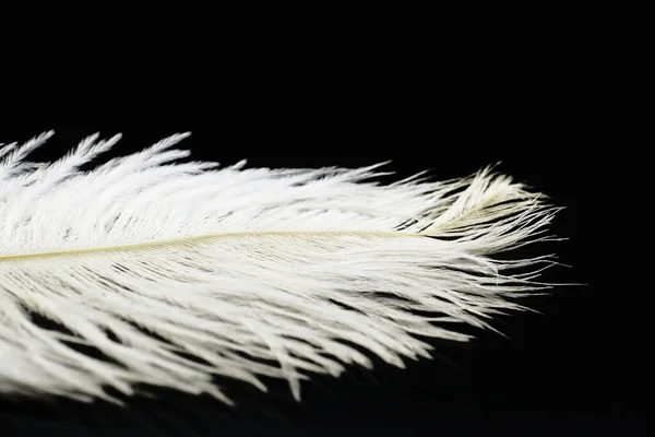 White Ostrich Feathers Dark Background — Stock Photo, Image