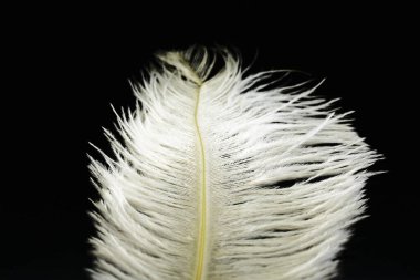 Koyu arkaplanda beyaz devekuşu tüyleri