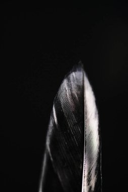 Koyu arkaplanda hafif tüyler