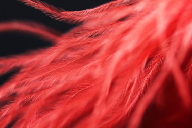 Koyu arkaplanda hafif tüyler