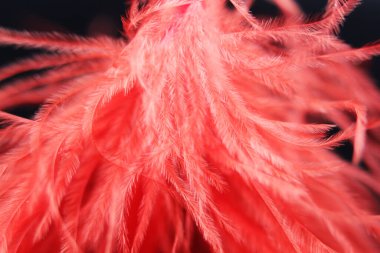 Koyu arkaplanda hafif tüyler