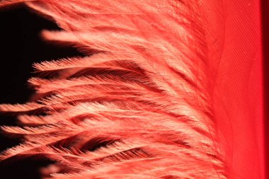 Koyu arkaplanda zarif ışık tüyleri