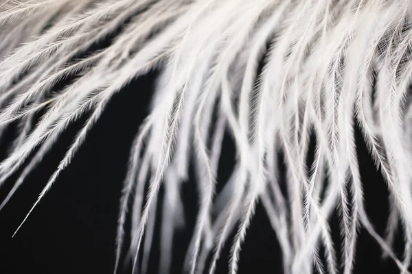 Plumas Avestruz Blanco Sobre Fondo Oscuro —  Fotos de Stock