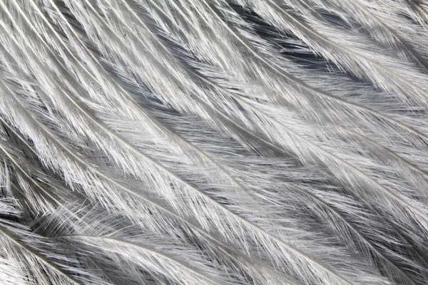 Plumas Avestruz Blanco Sobre Fondo Oscuro —  Fotos de Stock