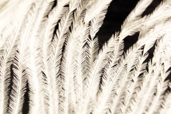 Plumas Avestruz Blanco Sobre Fondo Oscuro — Foto de Stock