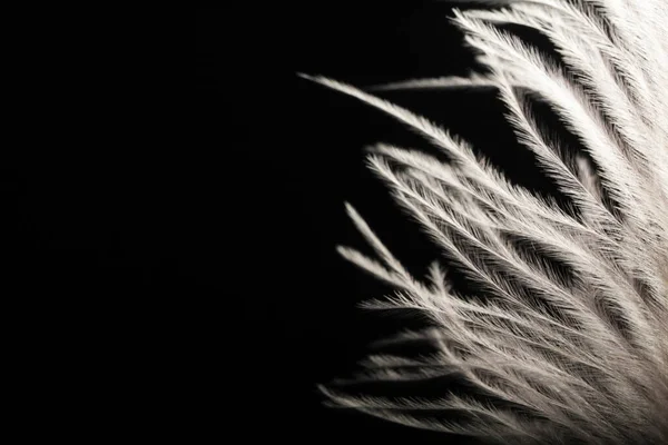 White Ostrich Feathers Dark Background — Stock Photo, Image