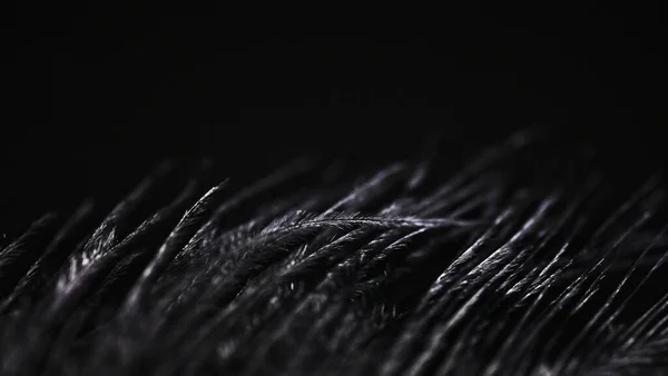 Black Ostrich Feathers Dark Background — Stock Photo, Image