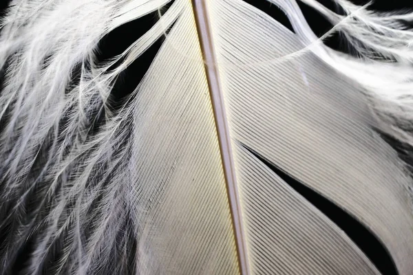 Light Feathers Dark Background — Stock Photo, Image
