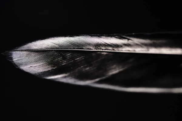 light feathers on a dark background