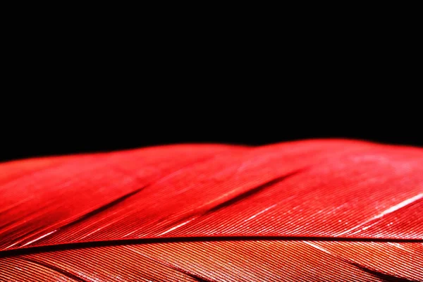 Plumas Luz Sobre Fondo Oscuro — Foto de Stock