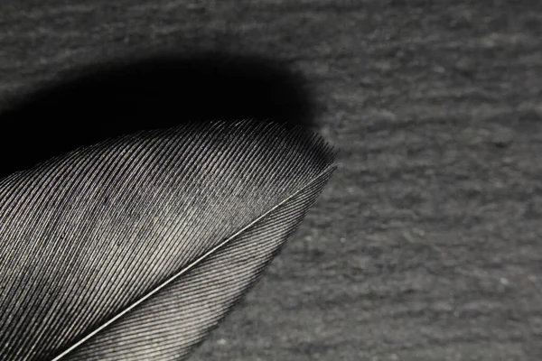 light feathers on a dark background