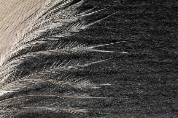 深色背景下的浅色羽毛 — 图库照片
