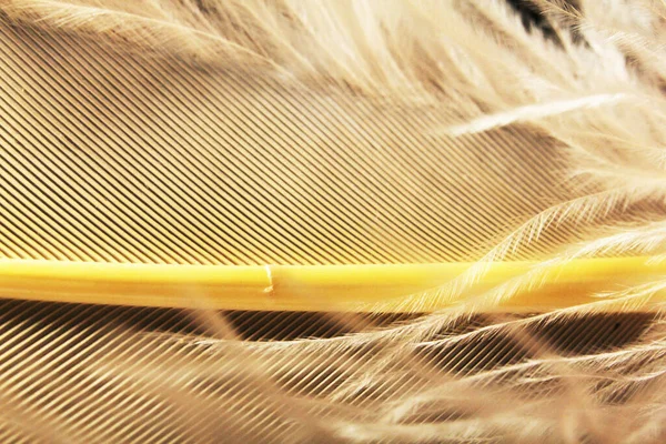 Elegant light feathers on a dark background — Stock Photo, Image