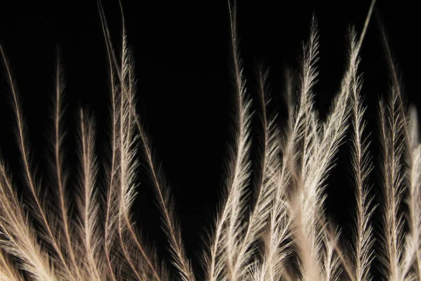 Eleganti piume chiare su fondo scuro — Foto Stock