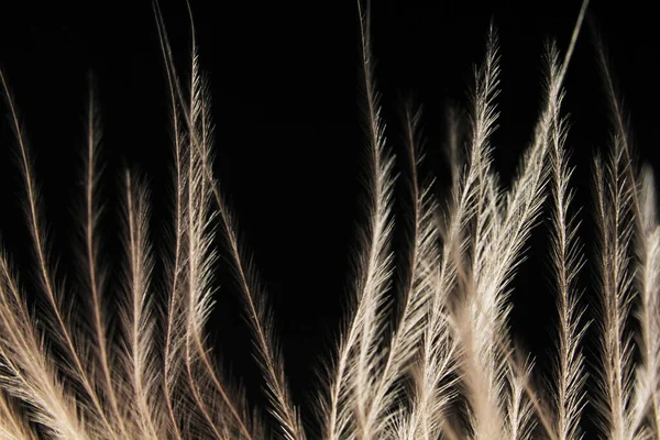 elegant light feathers on a dark background