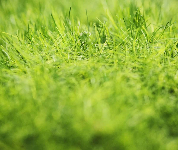 artificial bright green grass