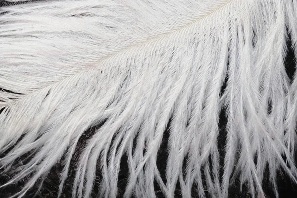 White Ostrich Feather Its Imprint Background Blurred Paint — Stock Photo, Image