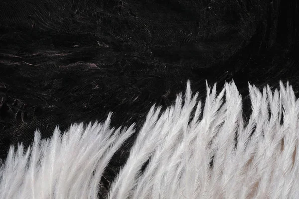 Una Pluma Avestruz Blanco Huella Fondo Pintura Borrosa —  Fotos de Stock